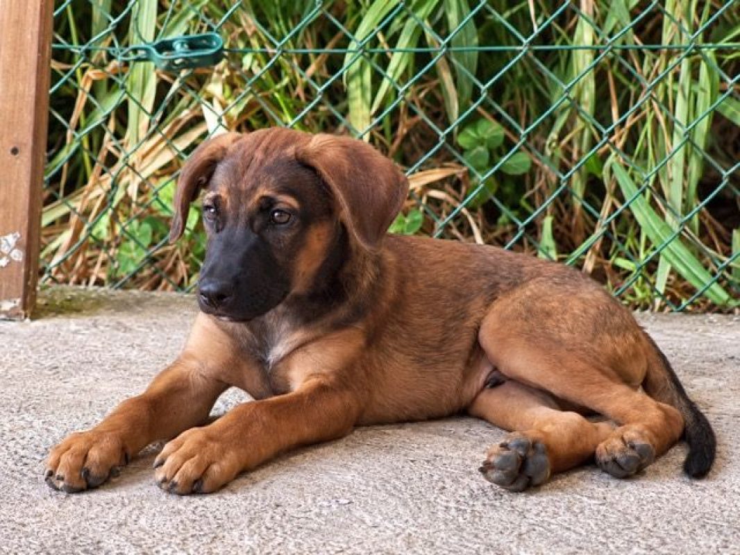CHASSAGNE - Chien à adopter - photo 4