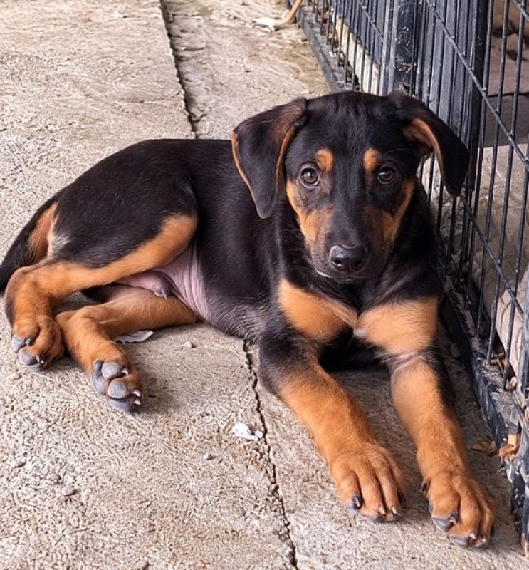 PULIGNY - Chien à adopter - photo 6