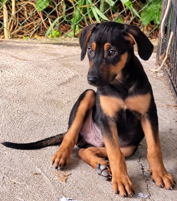 PULIGNY - Chien à adopter - photo 4