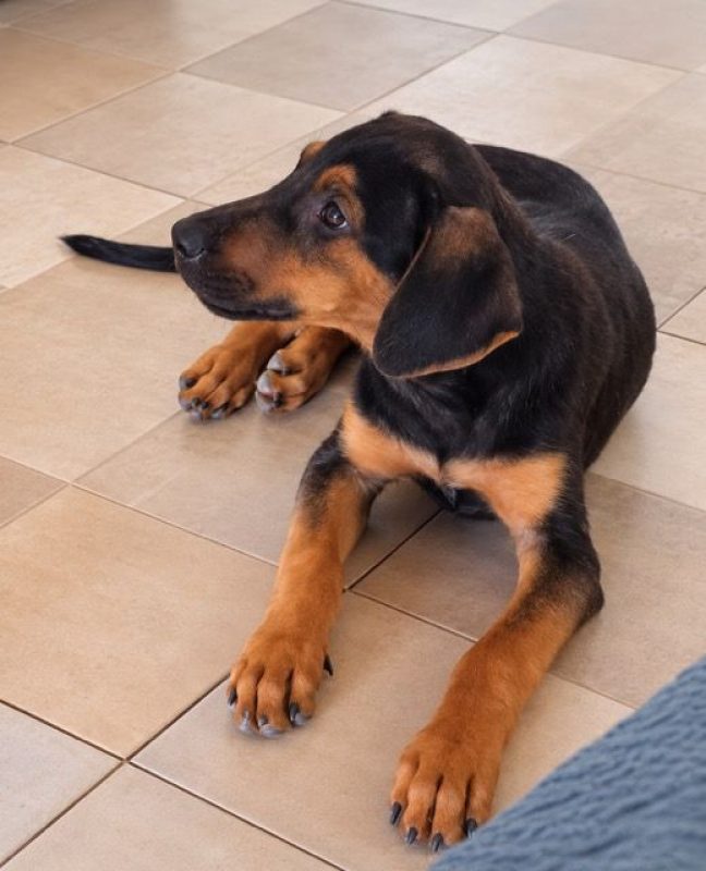 PULIGNY - Chien à adopter - photo 8