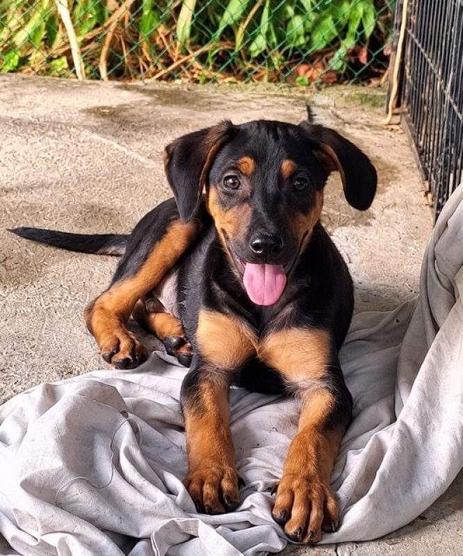 PULIGNY - Chien à adopter