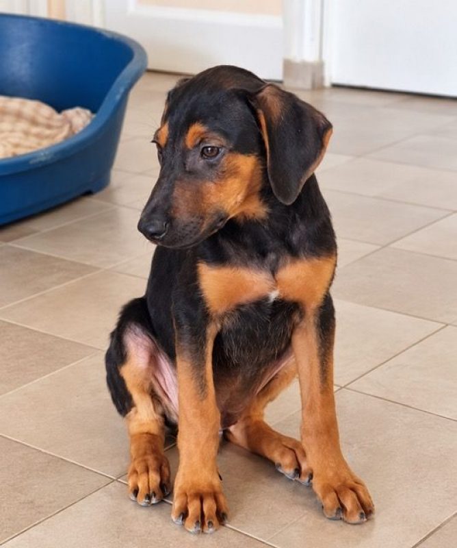PULIGNY - Chien à adopter - photo 7
