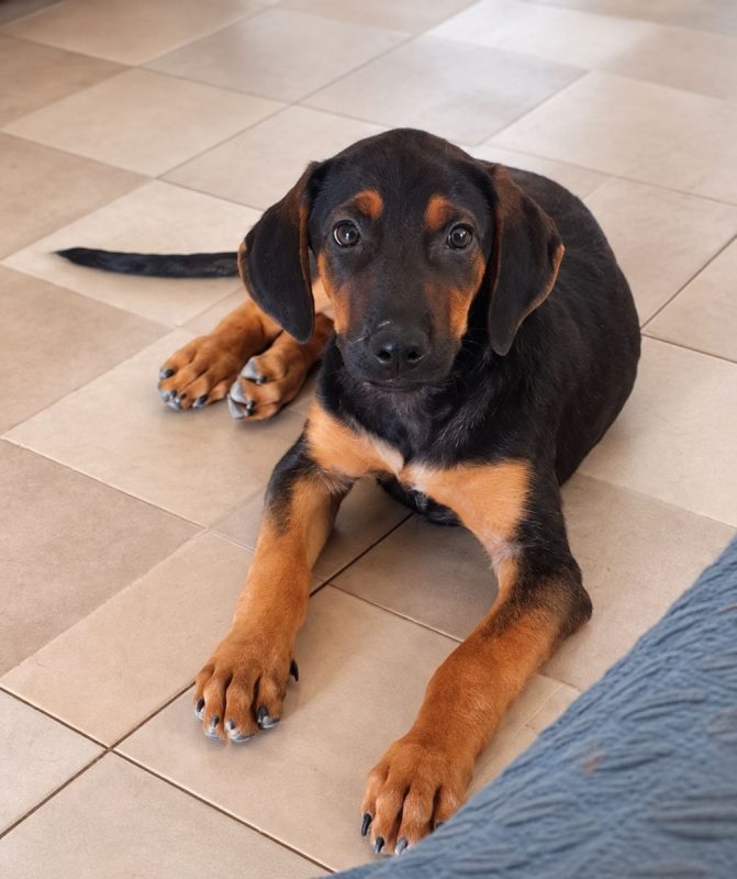 PULIGNY - Chien à adopter - photo 3