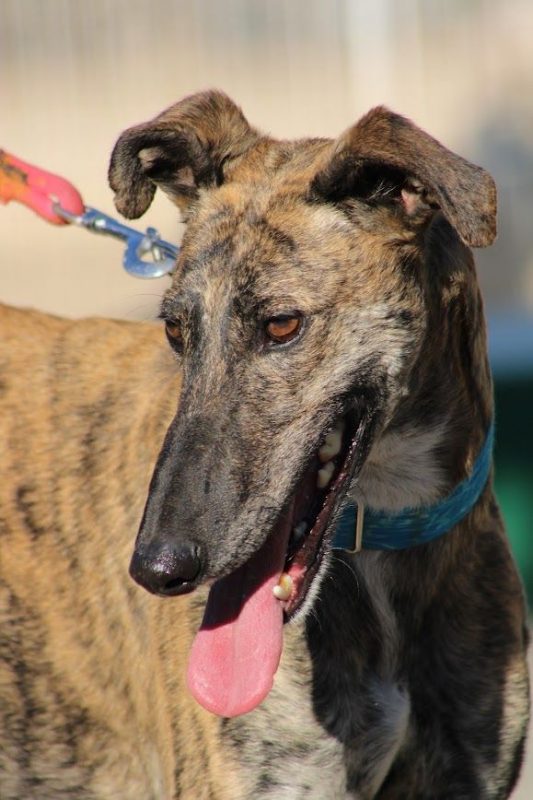 Manjiro - Chien Galgo à adopter - photo 5