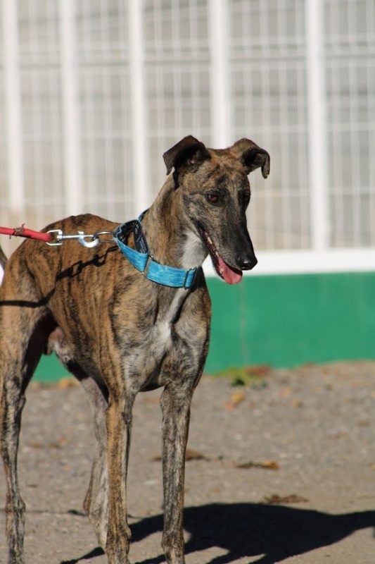 Manjiro - Chien Galgo à adopter