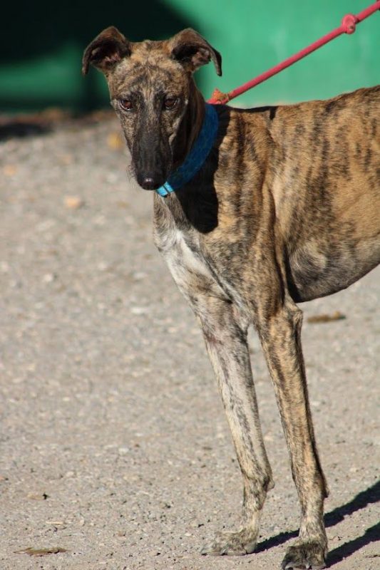 Manjiro - Chien Galgo à adopter - photo 4