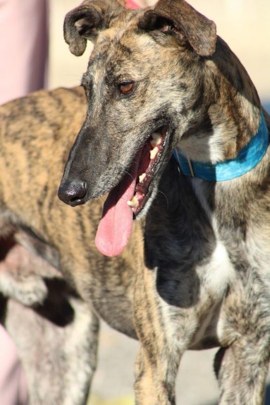 Manjiro - Chien Galgo à adopter - photo 2