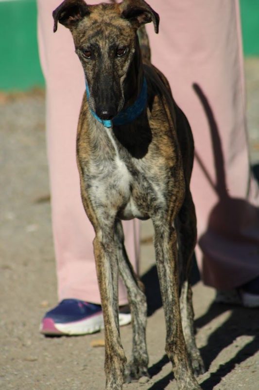 Manjiro - Chien Galgo à adopter - photo 3
