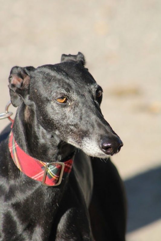 Senju - Chien Galgo à adopter - photo 5