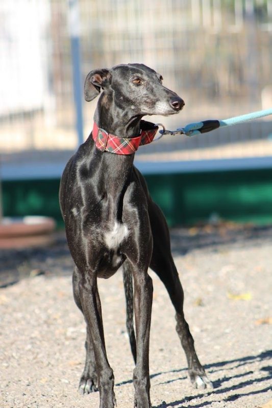 Senju - Chien Galgo à adopter - photo 6