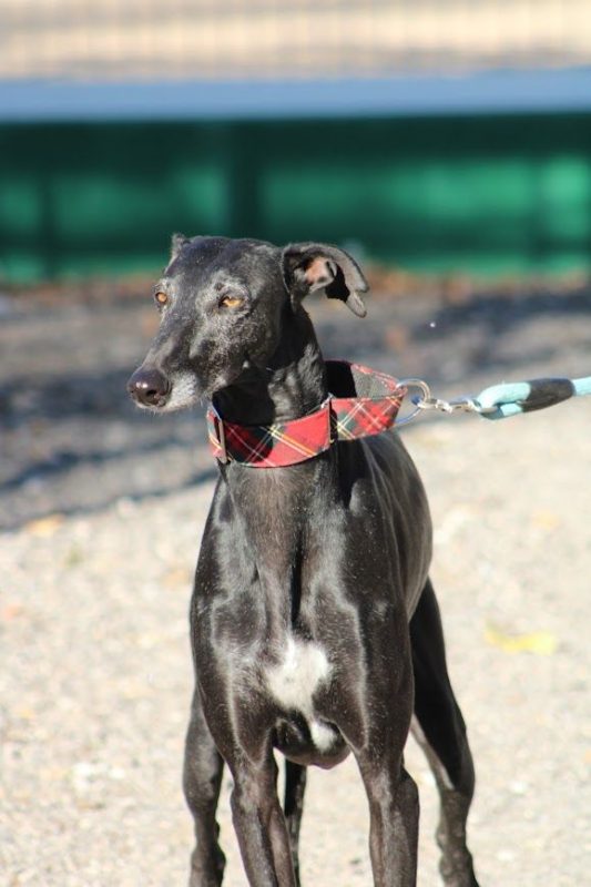 Senju - Chien Galgo à adopter