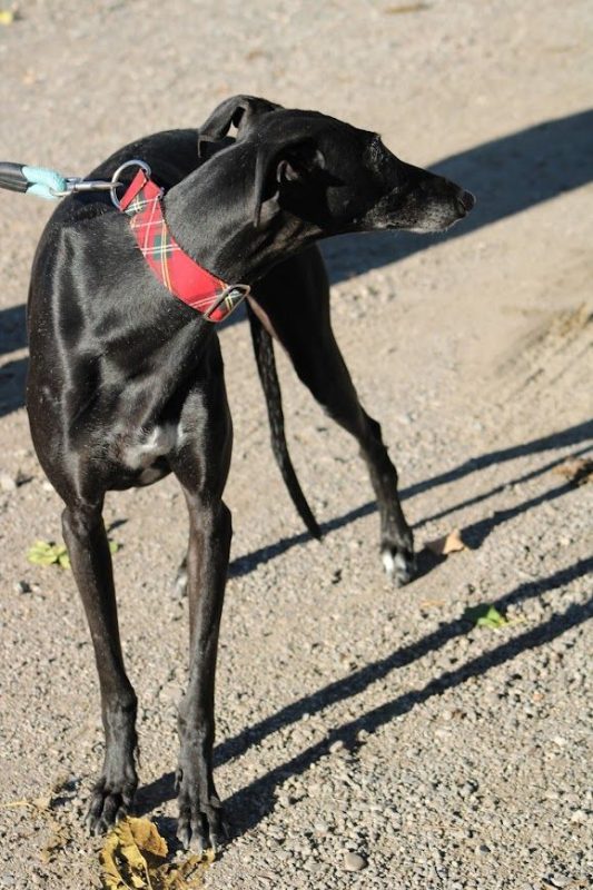 Senju - Chien Galgo à adopter - photo 4
