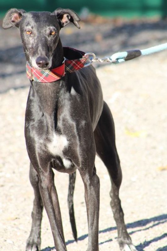 Senju - Chien Galgo à adopter - photo 2