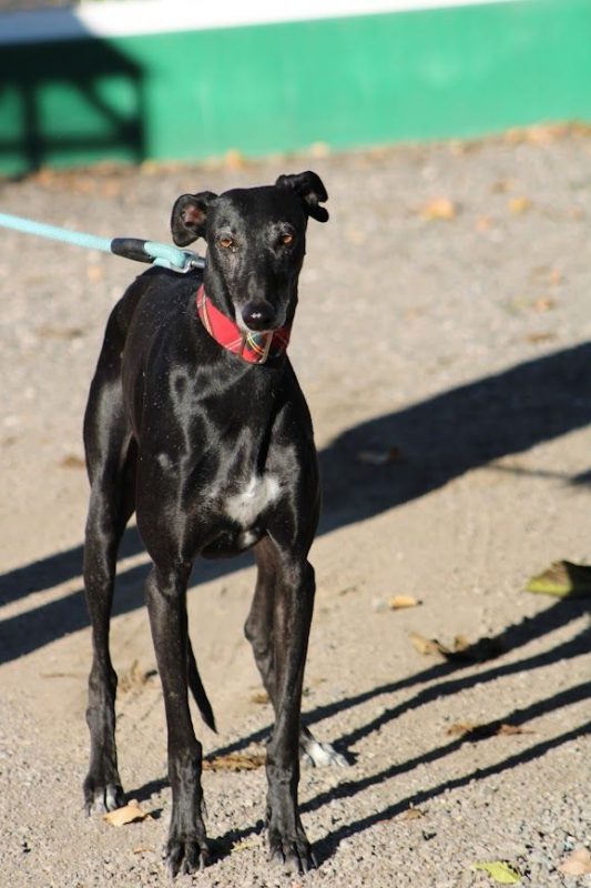 Senju - Chien Galgo à adopter - photo 3