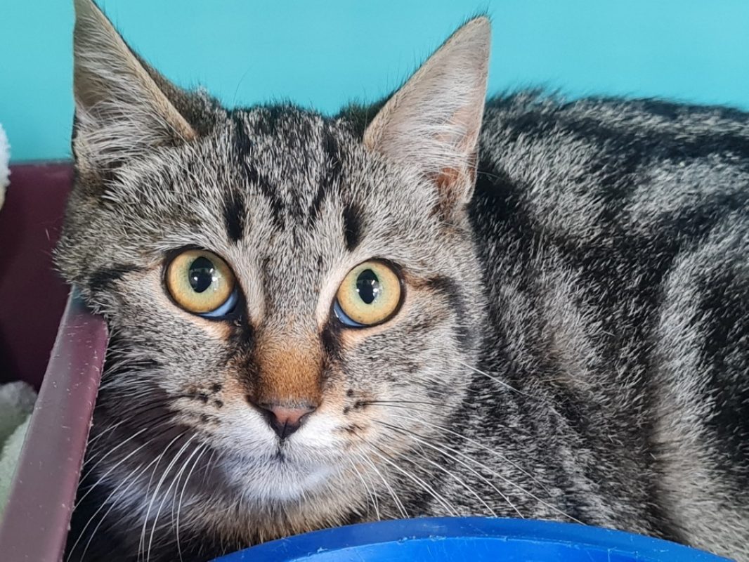 Alpin - Chat Européen à adopter