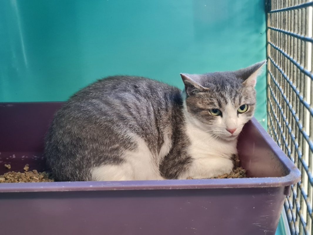 Ange - Chat Européen à adopter