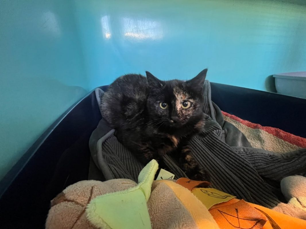 Bonnie - Chat Européen à adopter