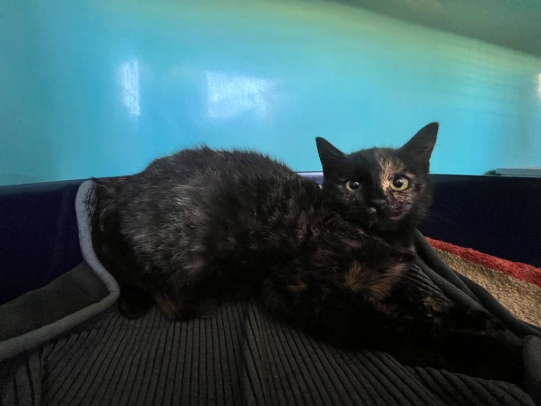 Bonnie - Chat Européen à adopter - photo 2