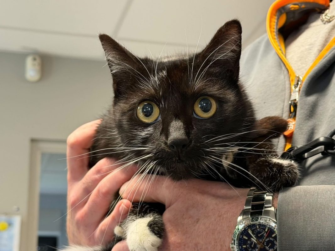 Noirode - Chat Européen à adopter
