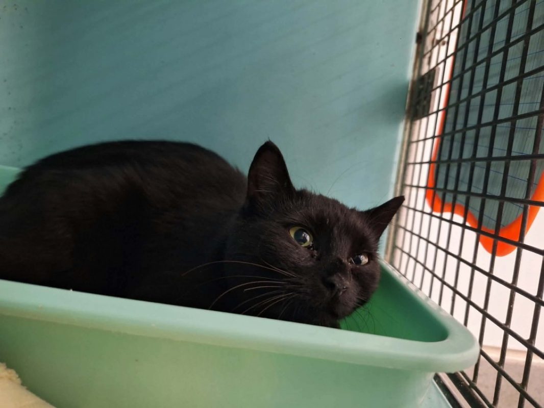 Nanouche - Chat Européen à adopter
