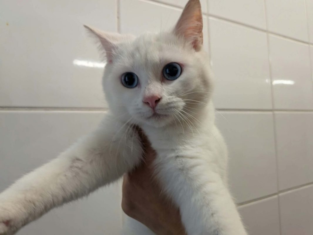 Boreale - Chat Européen à adopter