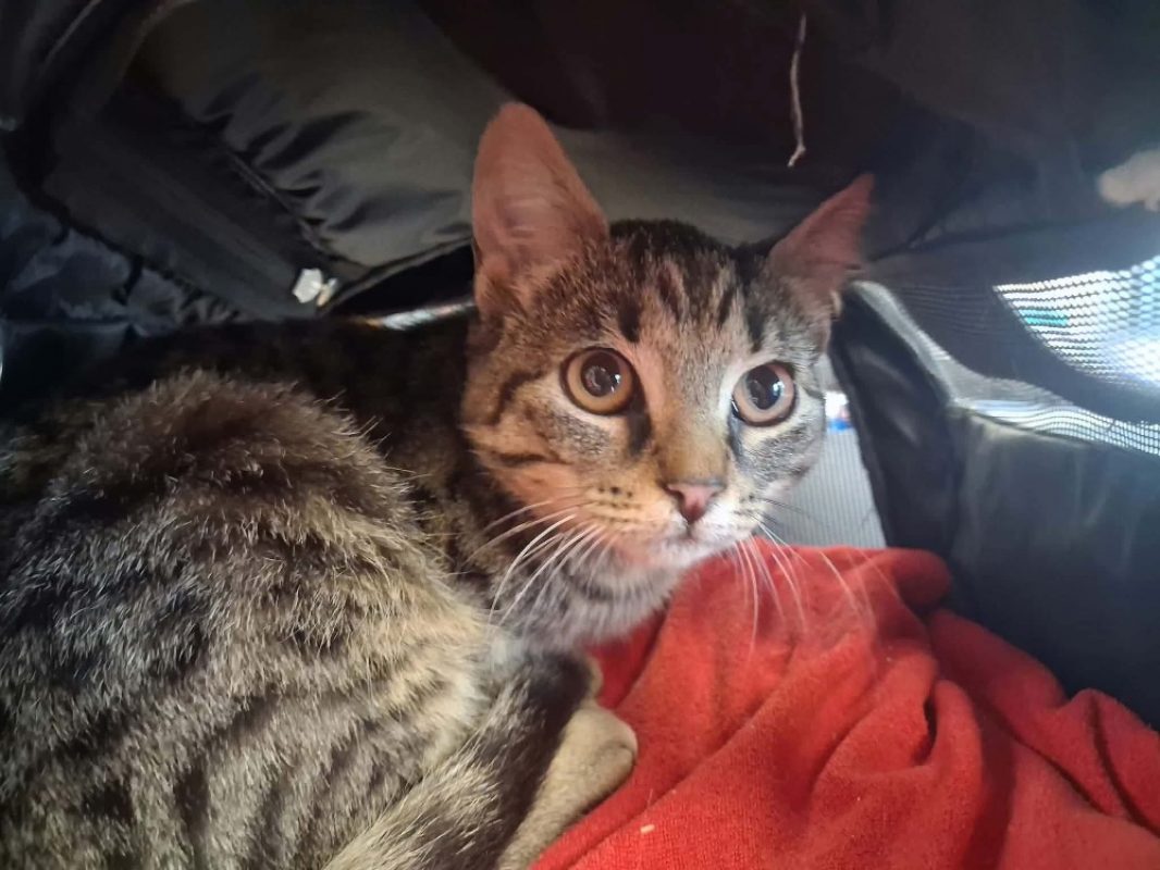 Frimousse - Chat Européen à adopter