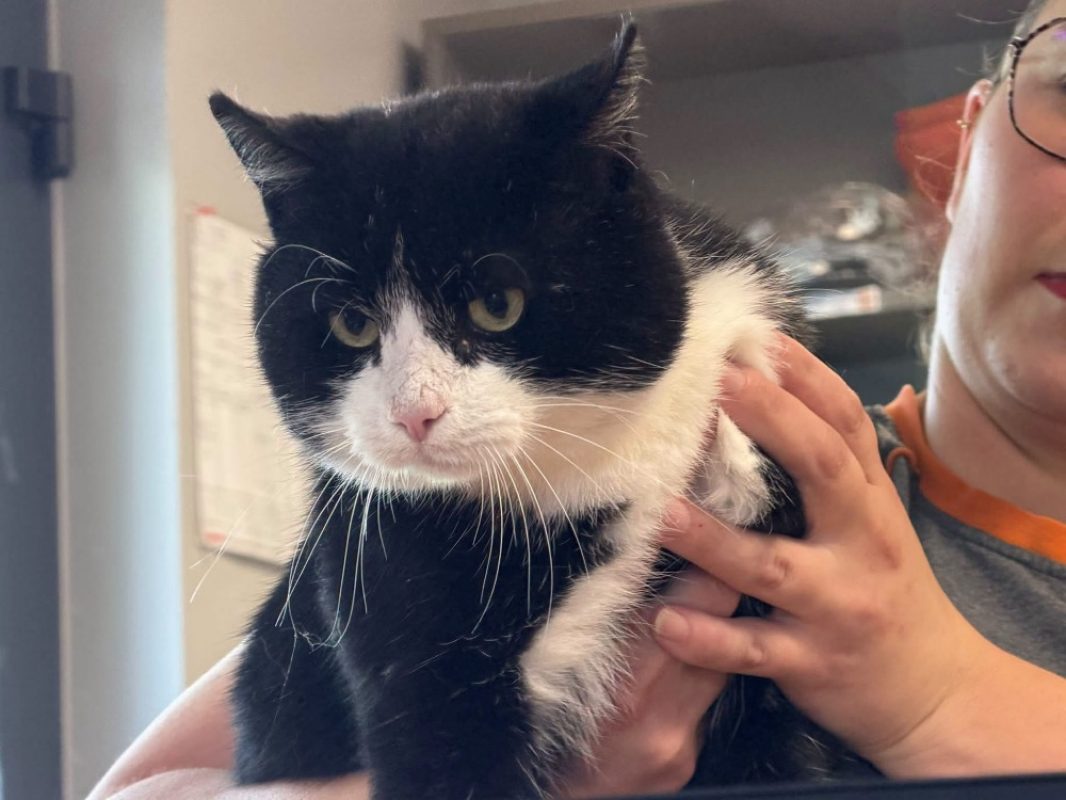 Pesto - Chat Européen à adopter
