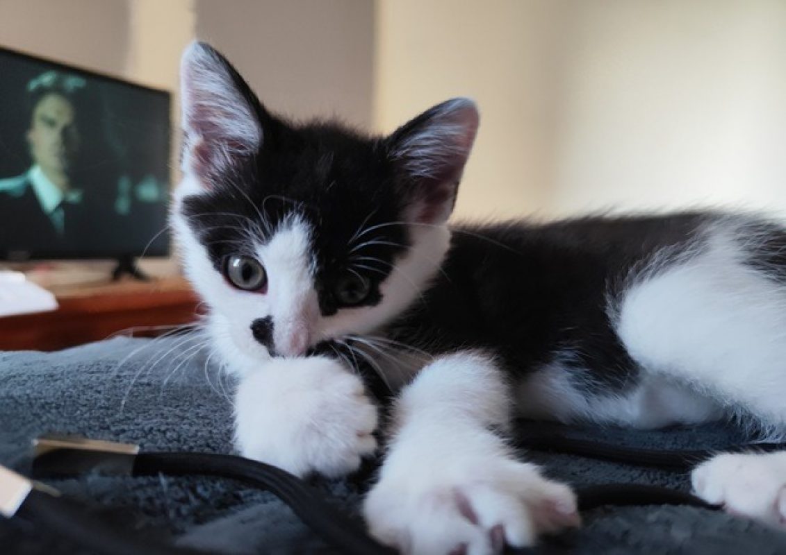 Rapido - Chat Européen à adopter