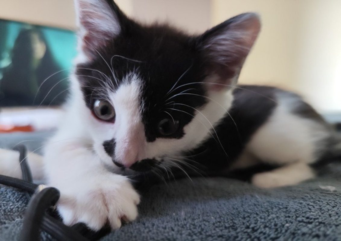 Rapido - Chat Européen à adopter - photo 3
