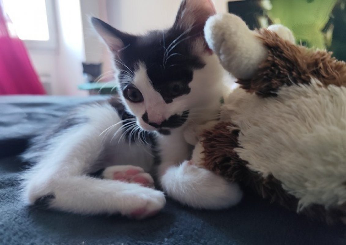 Rapido - Chat Européen à adopter - photo 4