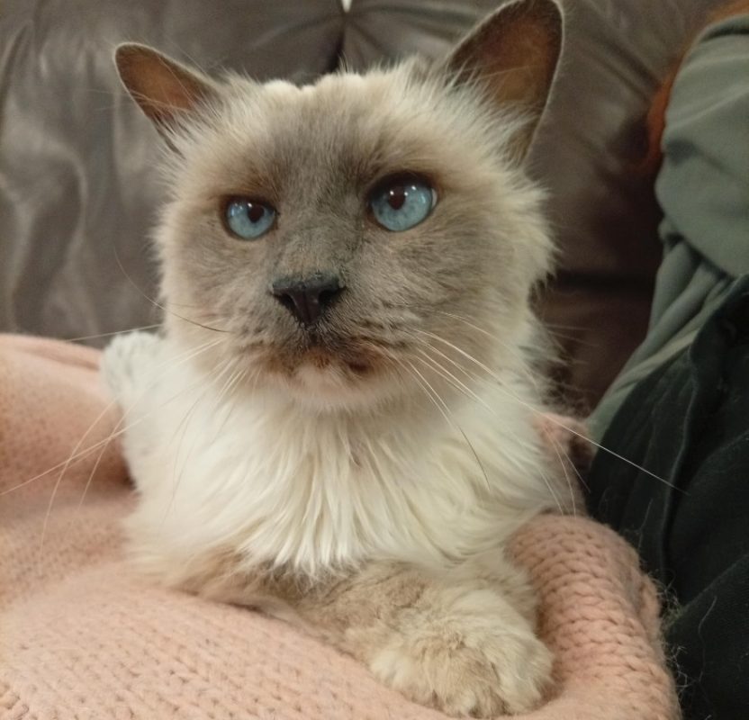 Ecume - Chat Sacré de Birmanie à adopter