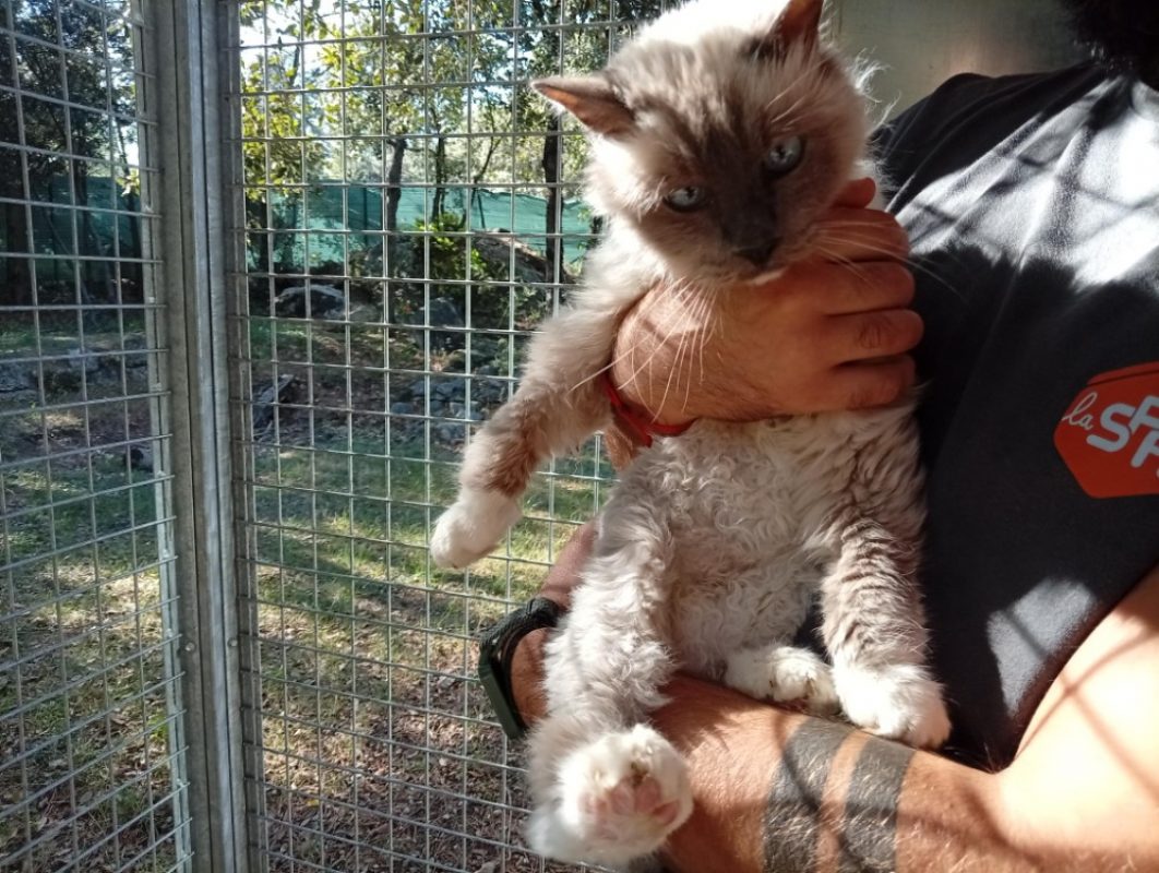 Ecume - Chat Sacré de Birmanie à adopter - photo 2