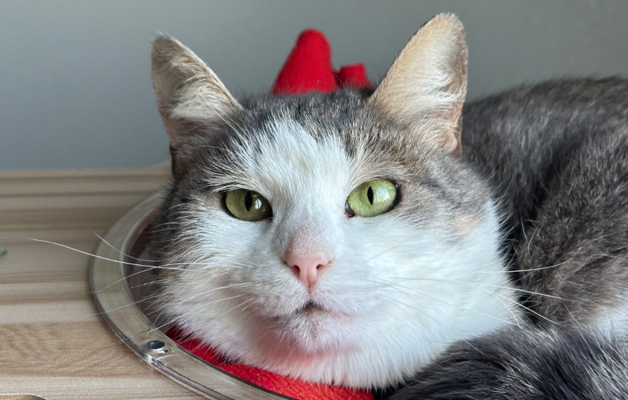 Gardenia - Chat Européen à adopter