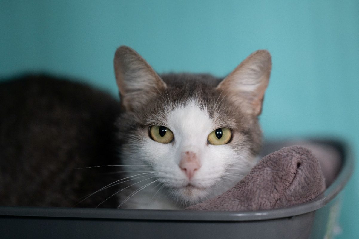 Gardenia - Chat Européen à adopter - photo 2