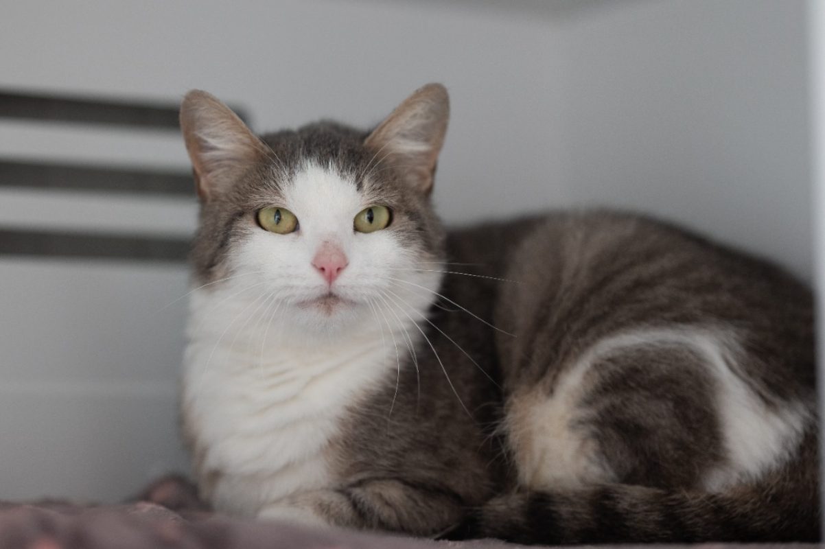 Gardenia - Chat Européen à adopter - photo 3