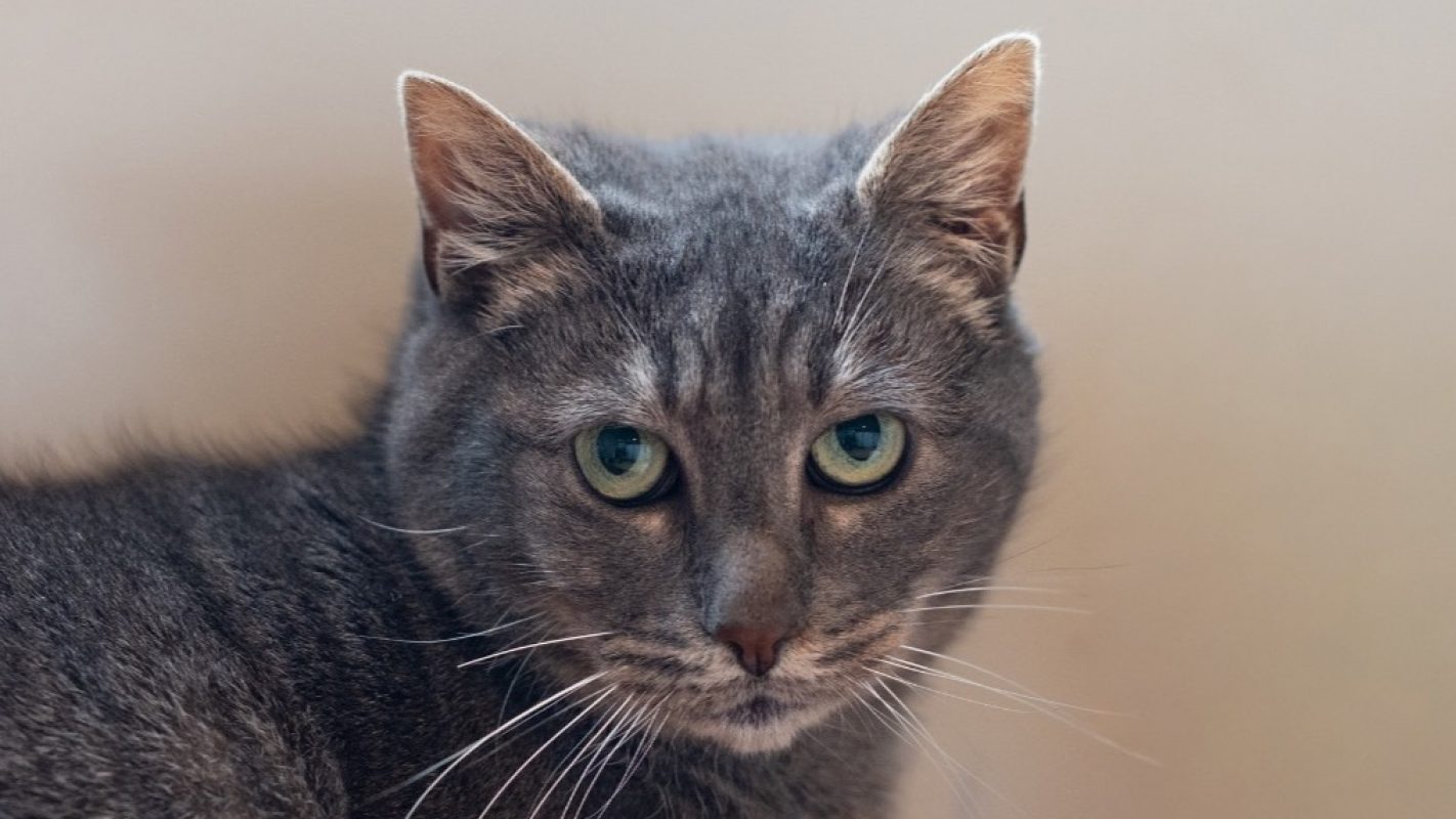 Patate - Chat Européen à adopter