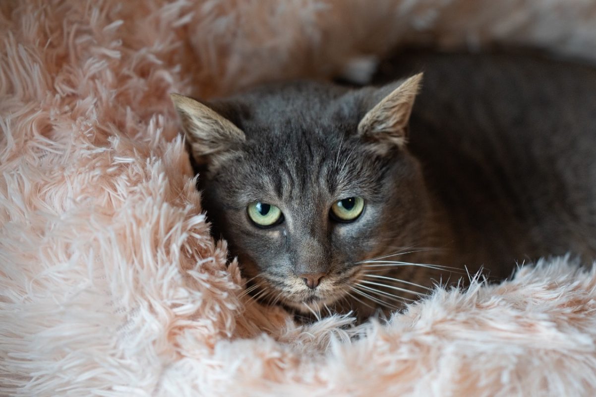 Patate - Chat Européen à adopter - photo 2