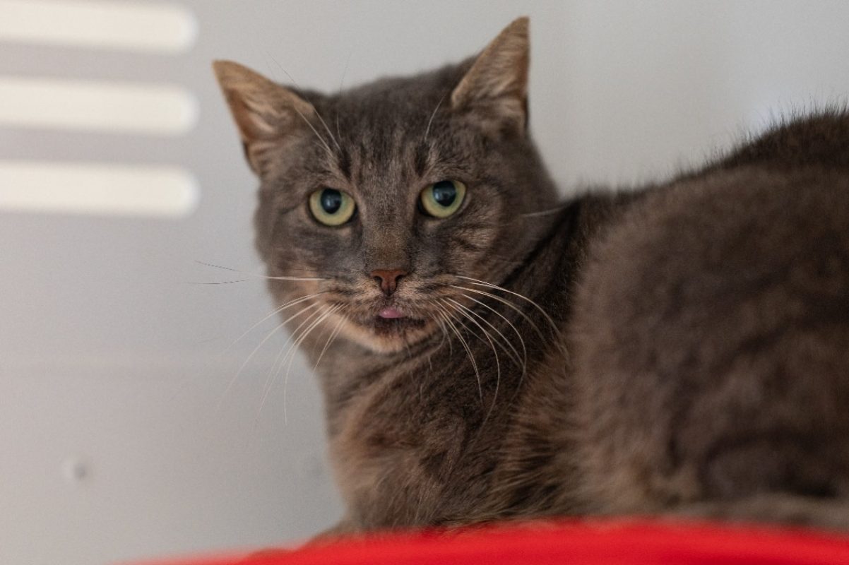 Patate - Chat Européen à adopter - photo 3