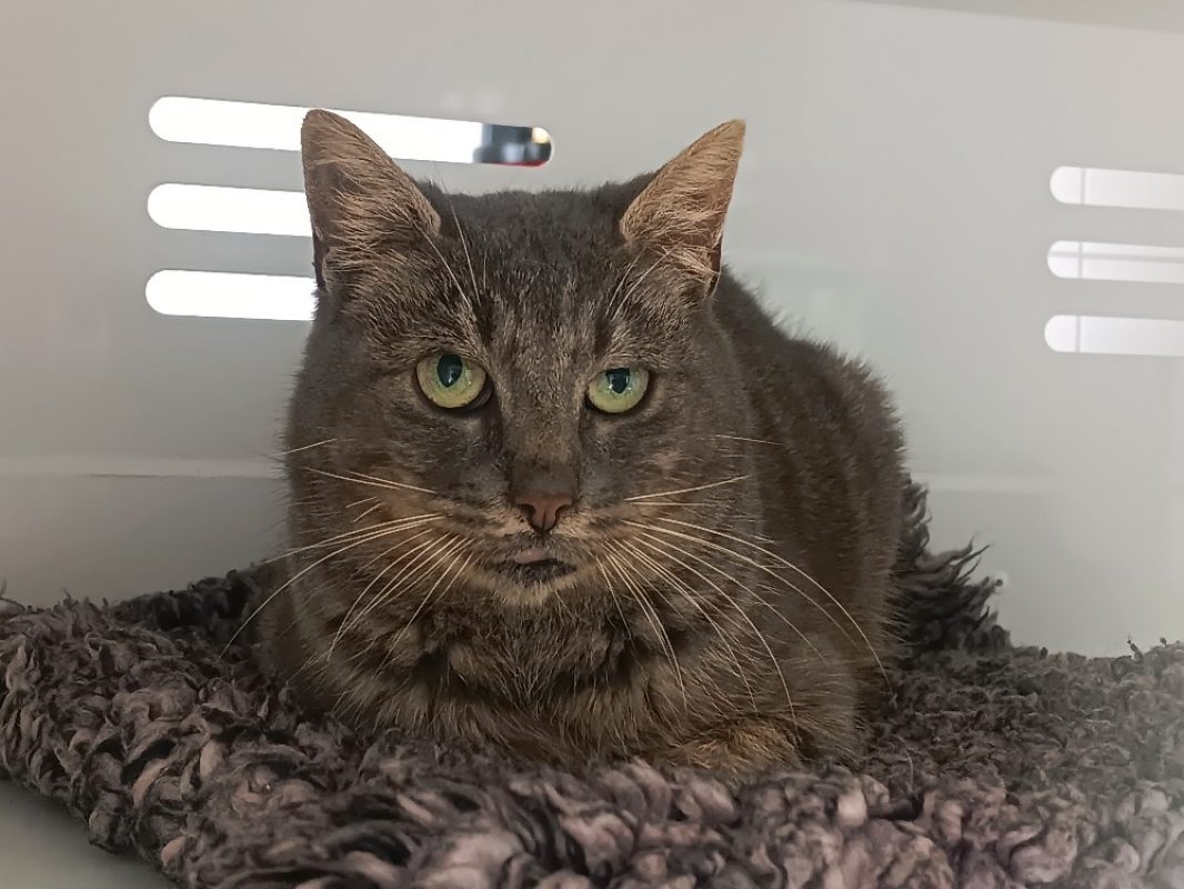 Patate - Chat Européen à adopter - photo 4