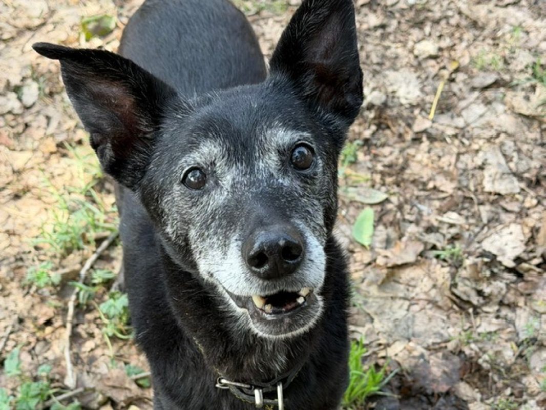 Boa - Chien à adopter