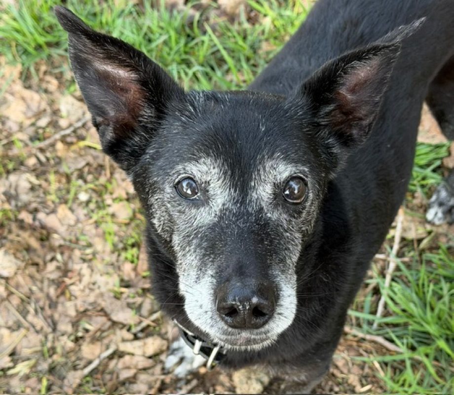 Boa - Chien à adopter - photo 3