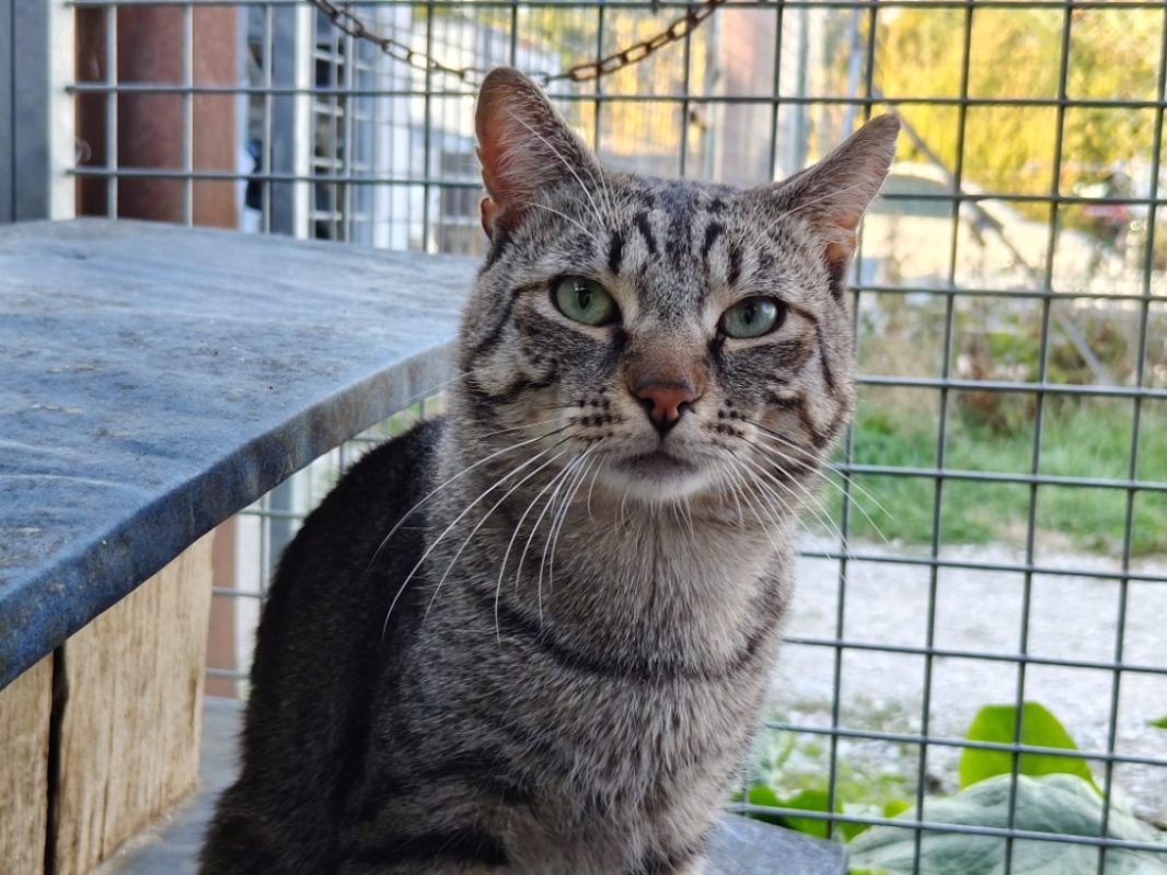 Gribouille - Chat Européen à adopter