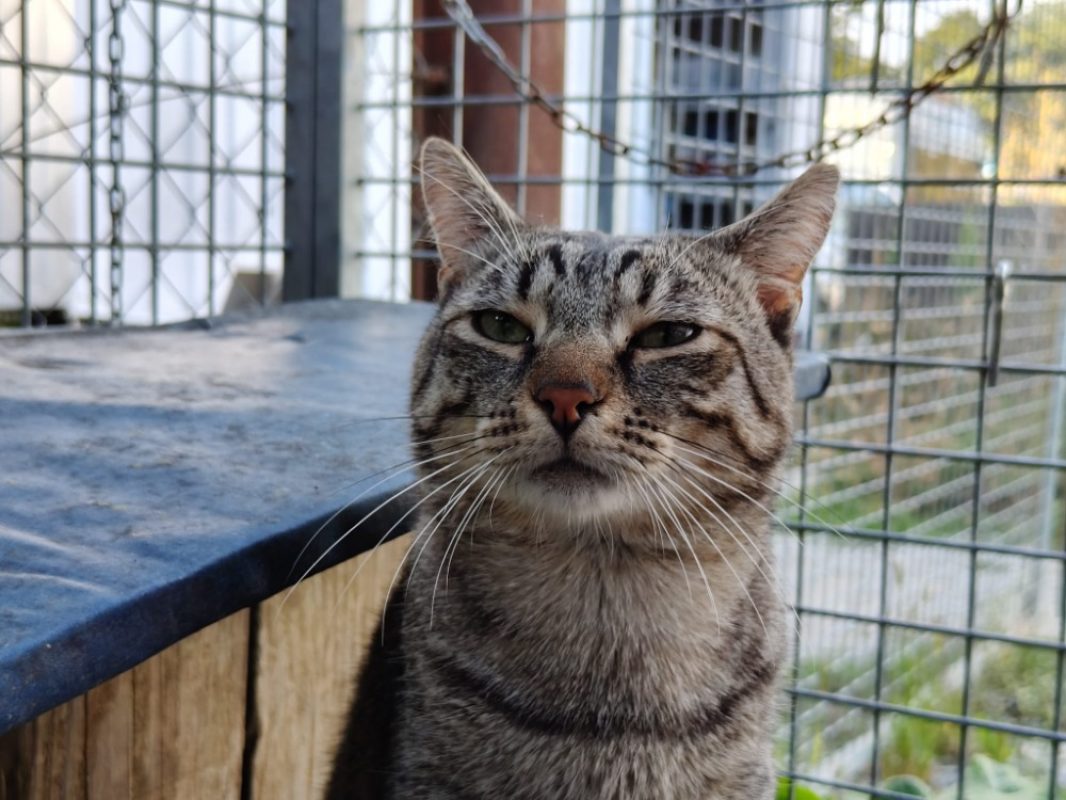 Gribouille - Chat Européen à adopter - photo 2