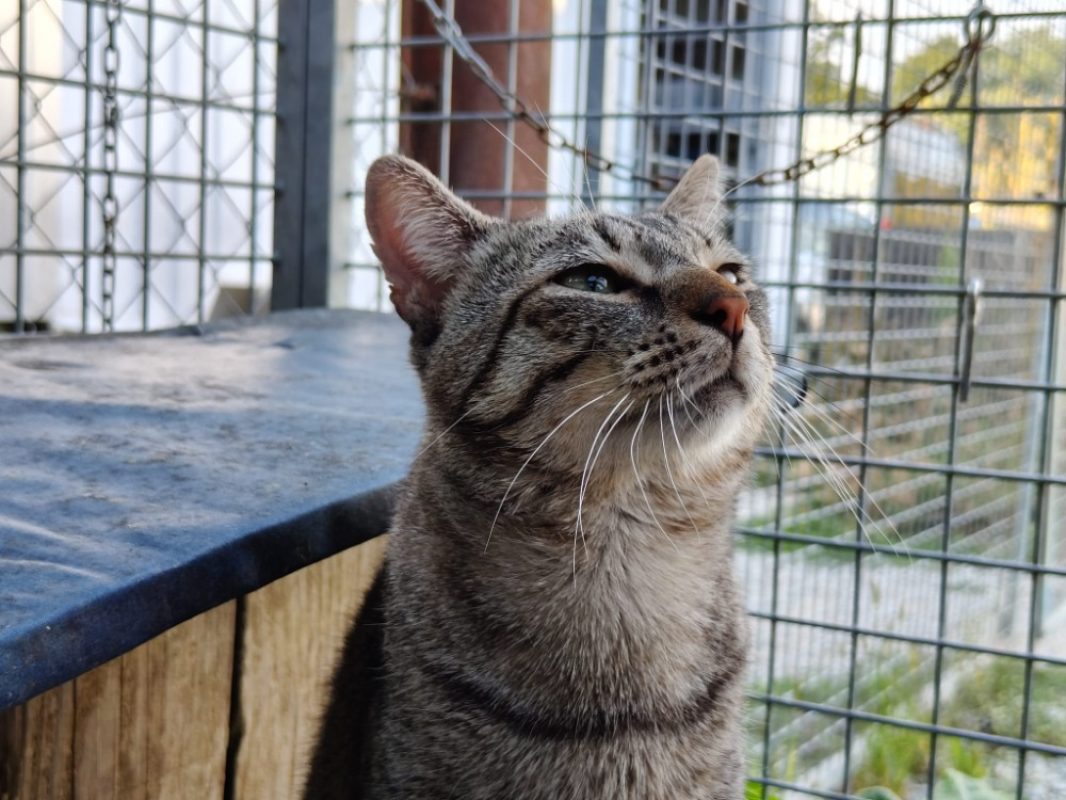 Gribouille - Chat Européen à adopter - photo 3