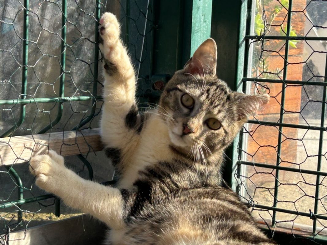 Bisou - Chat Européen à adopter