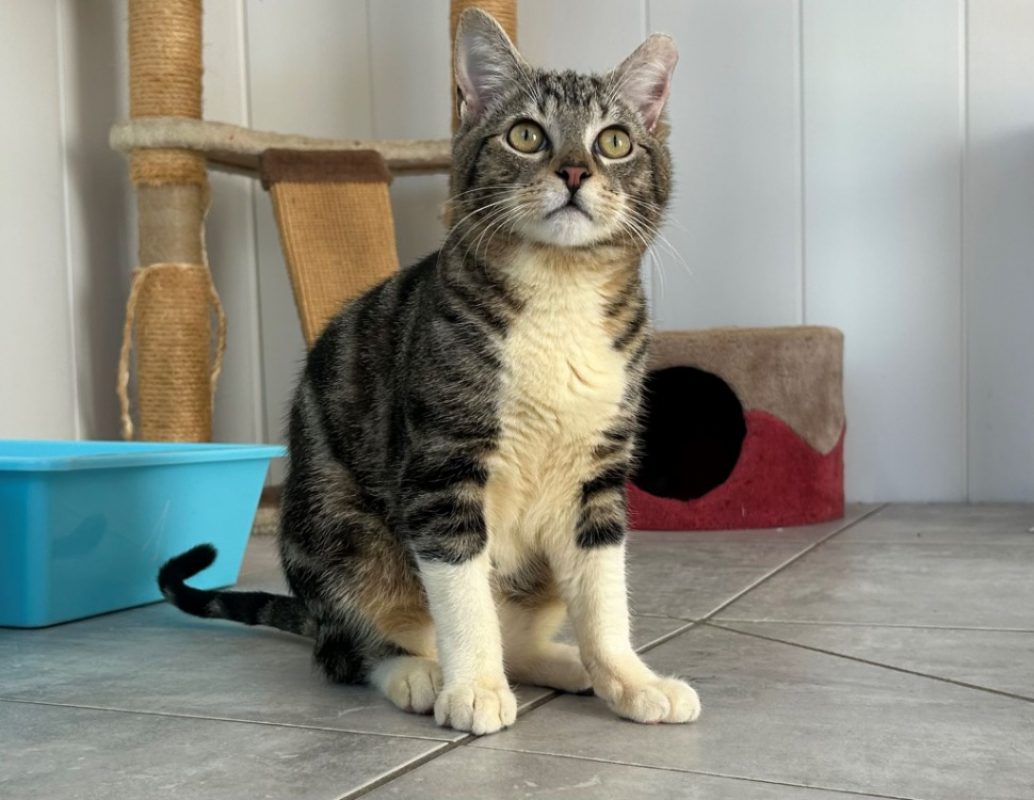 Bisou - Chat Européen à adopter - photo 2