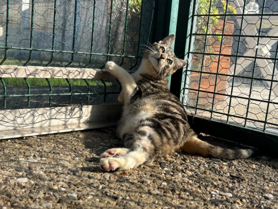Bisou - Chat Européen à adopter - photo 3