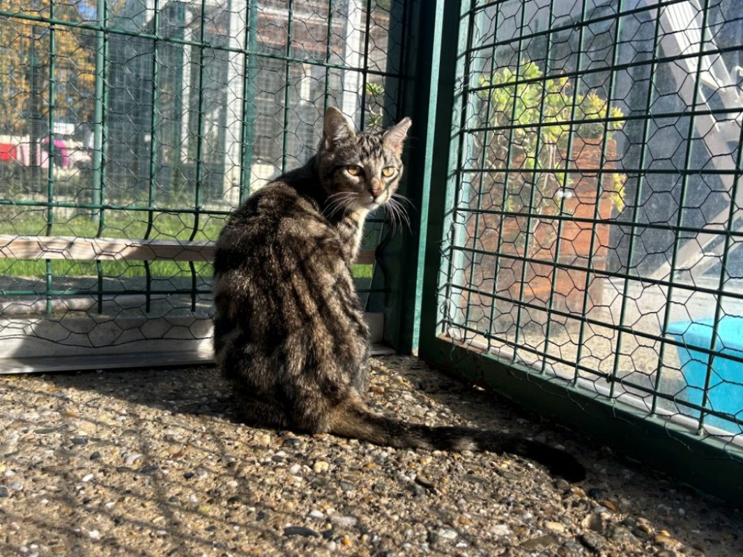 Bisou - Chat Européen à adopter - photo 4