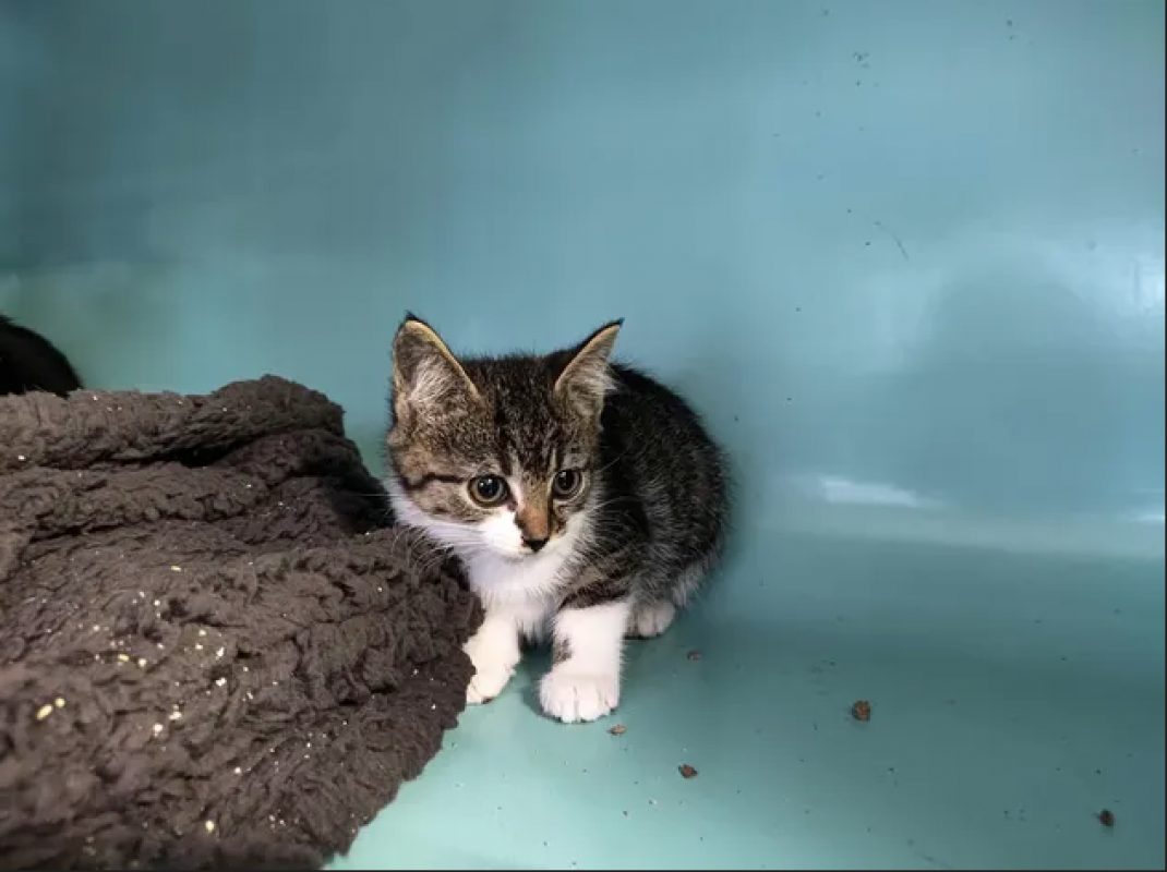 Novito - Chat Européen à adopter