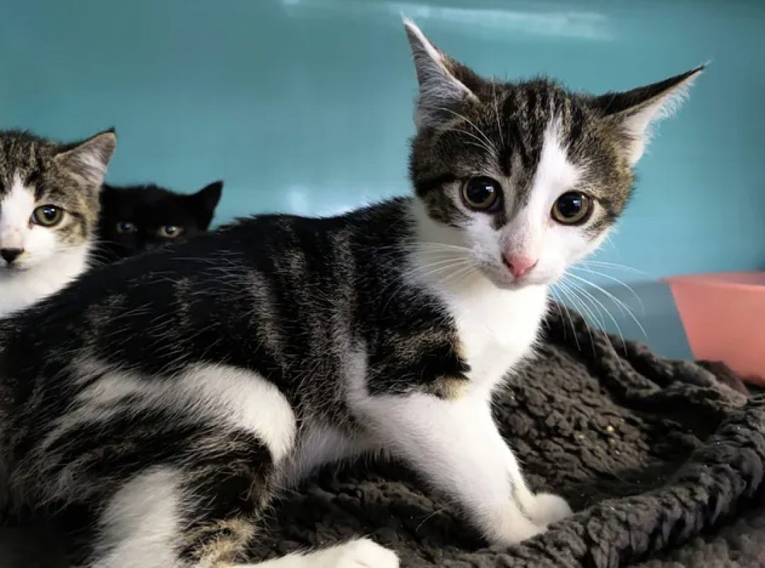 Novo - Chat Européen à adopter